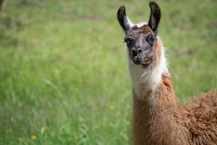 Lama, Quelle: Pixabay