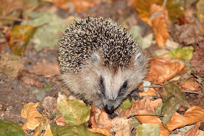 Igel, Quelle: Pixabay Igel, Quelle: Pixabay