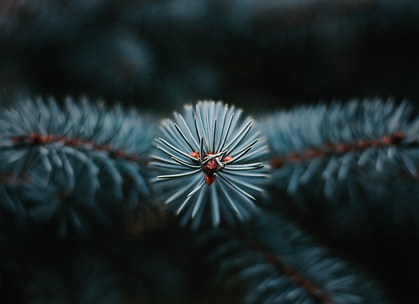 Tannenbaum - Symbolbild, Quelle: Pixabay