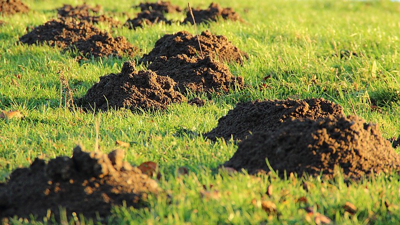Maulwurfshügel - Symbolbild, Quelle: Pixabay