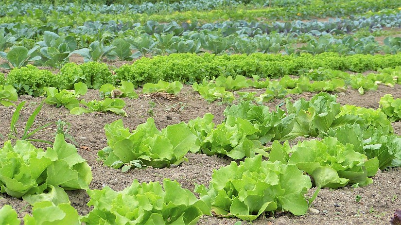 Gemüseanbau - Symbolbild, Quelle: Pixabay