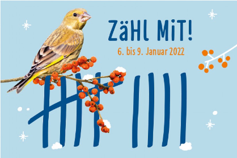 Stunde der Wintervögel, Quelle: NABU Stunde der Wintervögel, Quelle: NABU