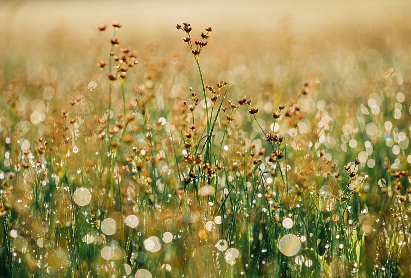 Blumenwiese - Symbolbild, Quelle: Pixabay