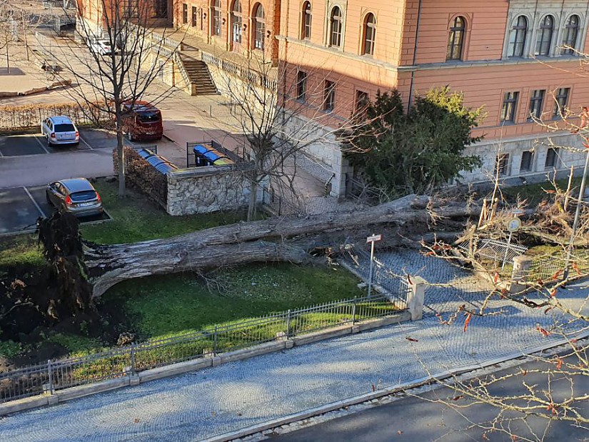Sturm - Baum am Sophienstiftsplatz umgekippt, Quelle: Stadtverwaltung Weimar Sturm - Baum am Sophienstiftsplatz umgekippt, Quelle: Stadtverwaltung Weimar