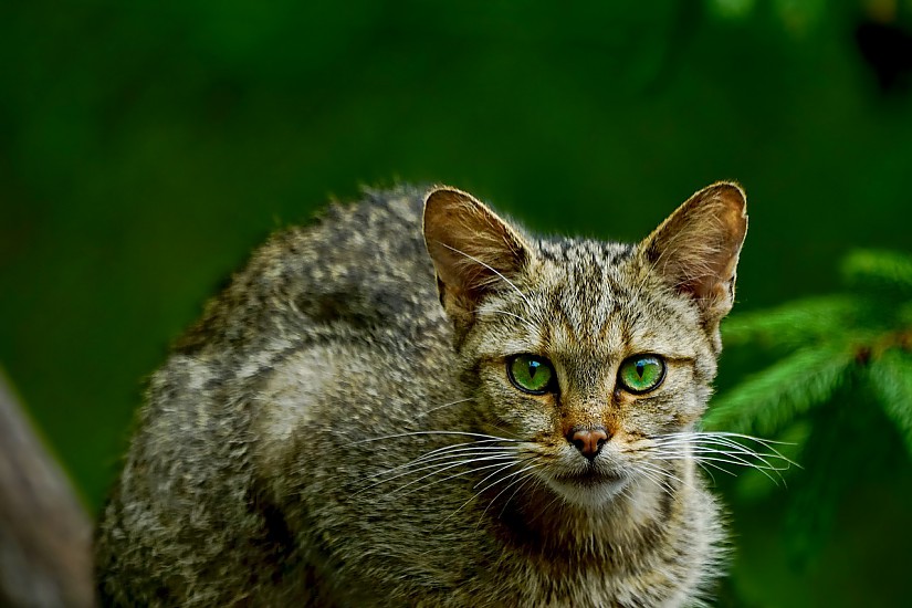 Wildkatze - Symbolbild, Quelle: Pixabay Wildkatze - Symbolbild, Quelle: Pixabay