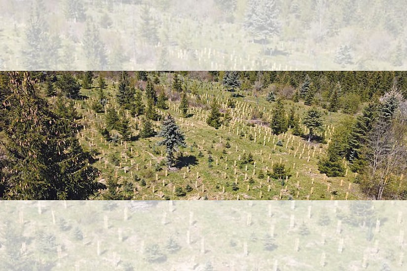 Stadtwerkewald, Quelle: Stadtwerke Weimar