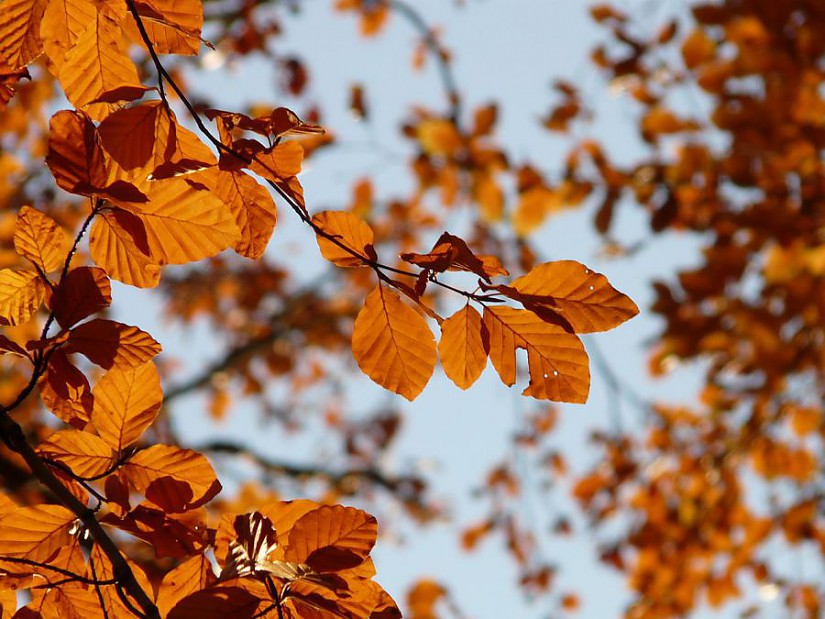 Rotbuche, Quelle: Pixabay
