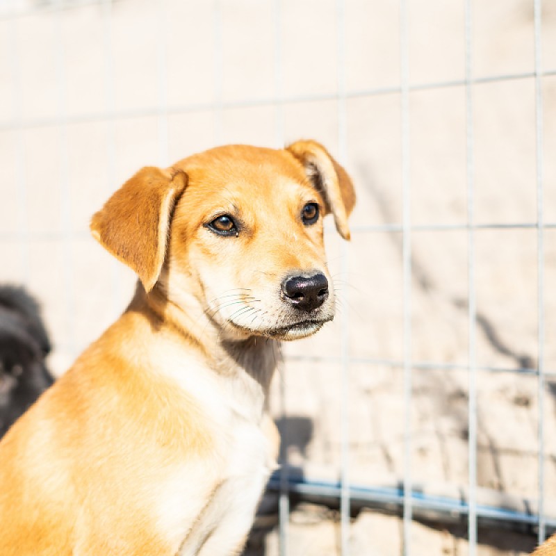 Hunde, Photo by Melina Kiefer on Unsplash
