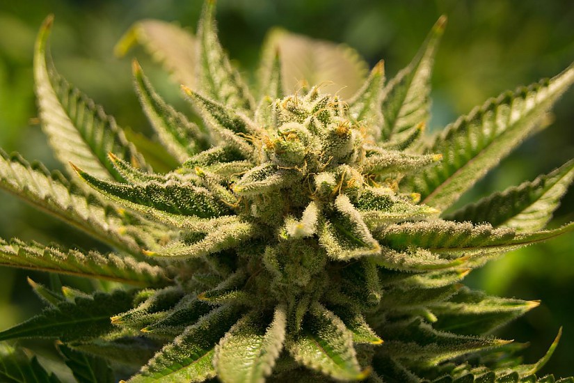 Cannabis-Pflanze, Quelle: Pixabay