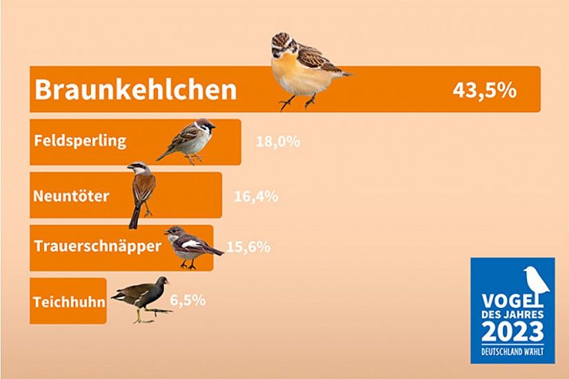 Vogel des Jahres 2023: Die Ergebnisse im Überblick - Grafik: NABU Vogel des Jahres 2023: Die Ergebnisse im Überblick - Grafik: NABU