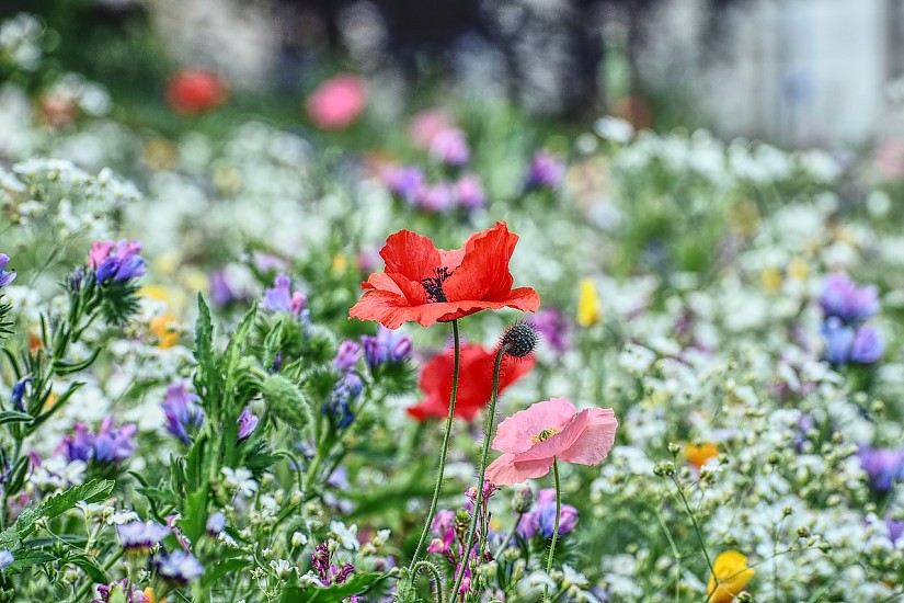 Wildblumen, Quelle: Pixabay Wildblumen, Quelle: Pixabay