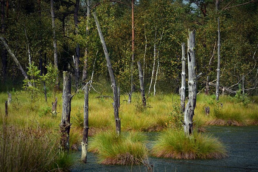 Moor-Birke: Quelle: https://pxhere.com/de/photo/526879 Moor-Birke: Quelle: https://pxhere.com/de/photo/526879