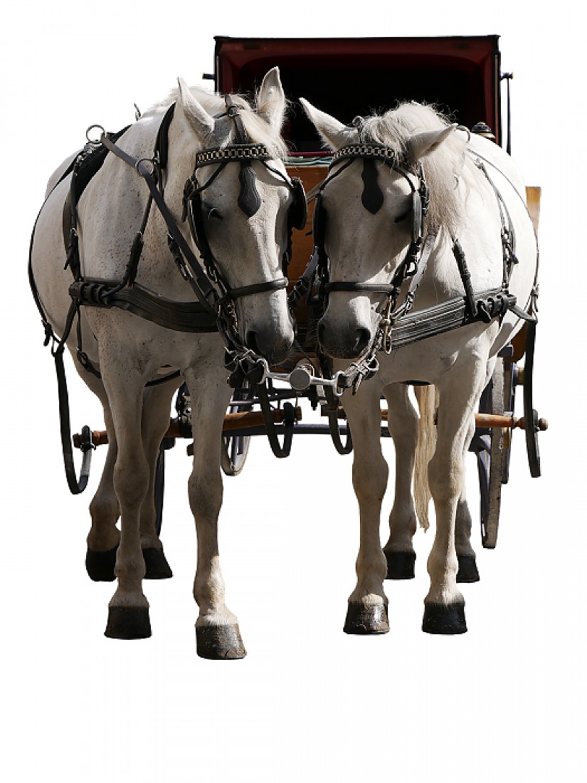 Kutsche (Symbolbild; Pixabay.com)