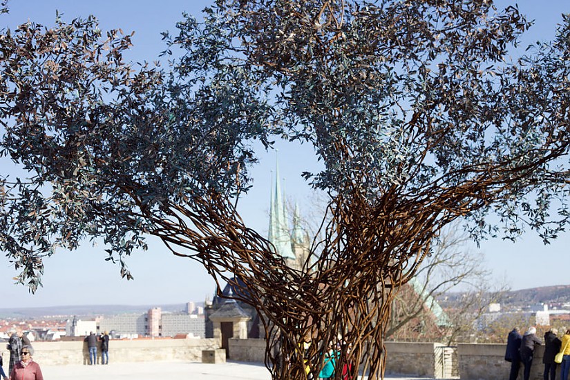 Paradiesbaum Erfurt, Foto: ACHAVA e. V.