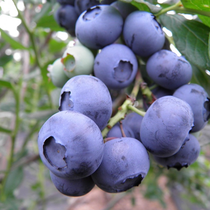 Heidelbeeren, Quelle: Pixabay