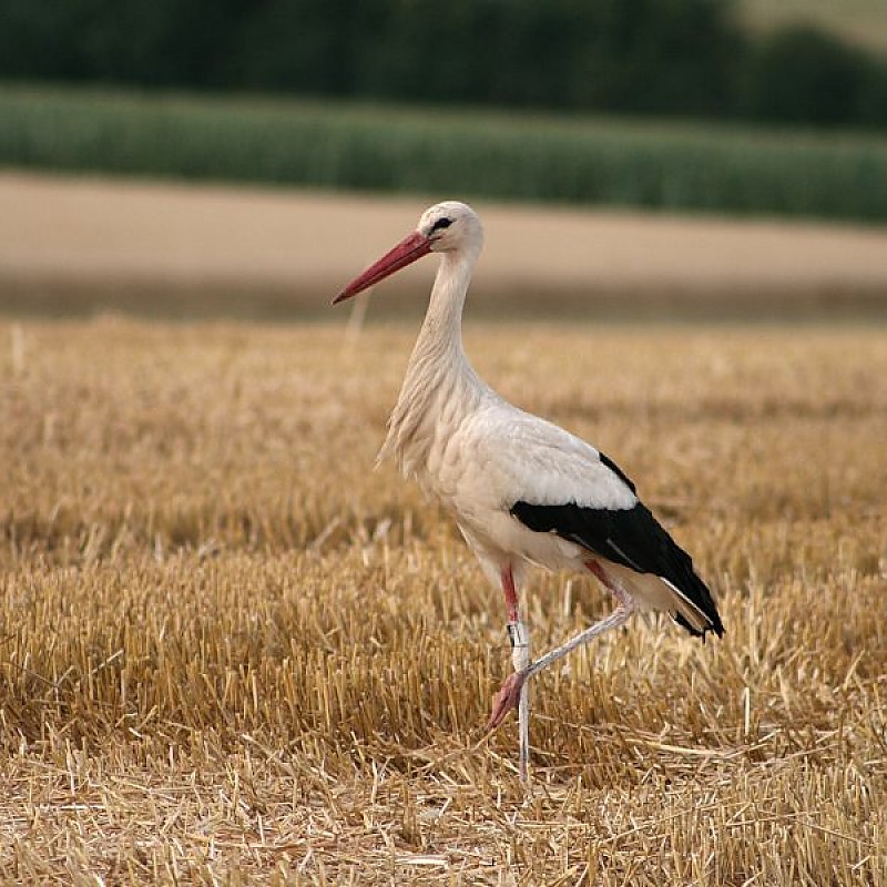 Weißstorch, Quelle: Pixabay