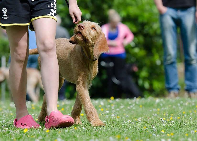 Symbolfoto Hundeschule, Quelle: Pixabay