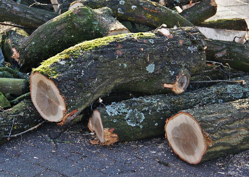Baumstämme nach Fällung (Symbolbild), Foto: Pixabay Baumstämme nach Fällung (Symbolbild), Foto: Pixabay