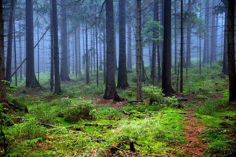 Wald, Quelle: Pixabay Wald, Quelle: Pixabay