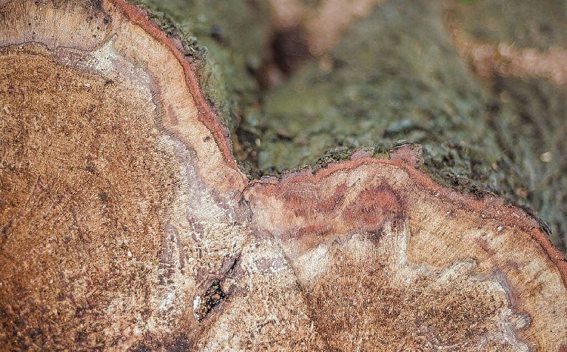 Baumstumpf Symbolbild, Quelle: Pixabay Baumstumpf Symbolbild, Quelle: Pixabay