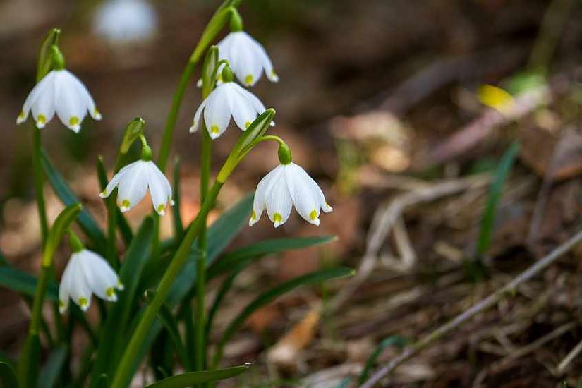 Frühling Symbolbild, Foto: Pixabay