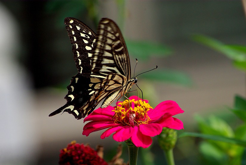Symbolfoto: "Schmetterling", Quelle: Pixabay, CC0 Symbolfoto: "Schmetterling", Quelle: Pixabay, CC0