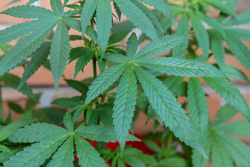 Cannabispflanze, Foto: Pixabay