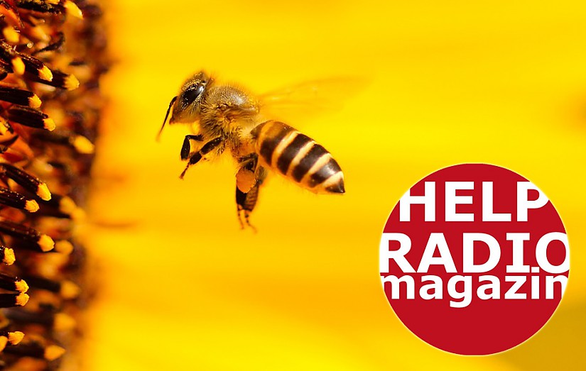 Bienen Symbolbild, Quelle: Pixabay