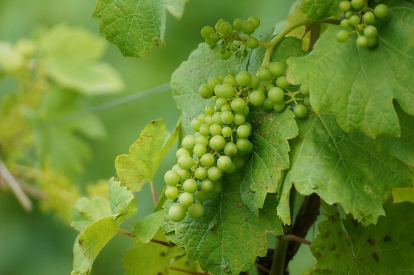 Weinrebe, Quelle: Pixabay