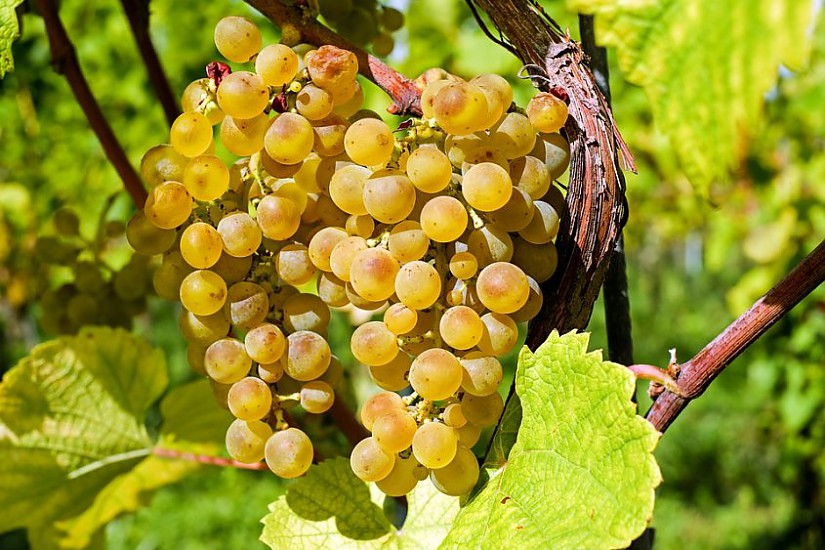 Weißweintrauben, Foto: Pixabay