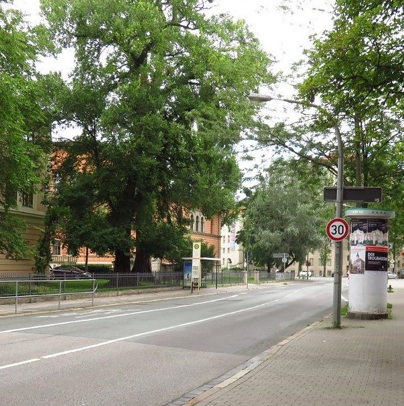 Flatterulme im Eingangsbereich der Gemeinschaftsschule in der Gropiusstraße, Foto: Stadt Weimar