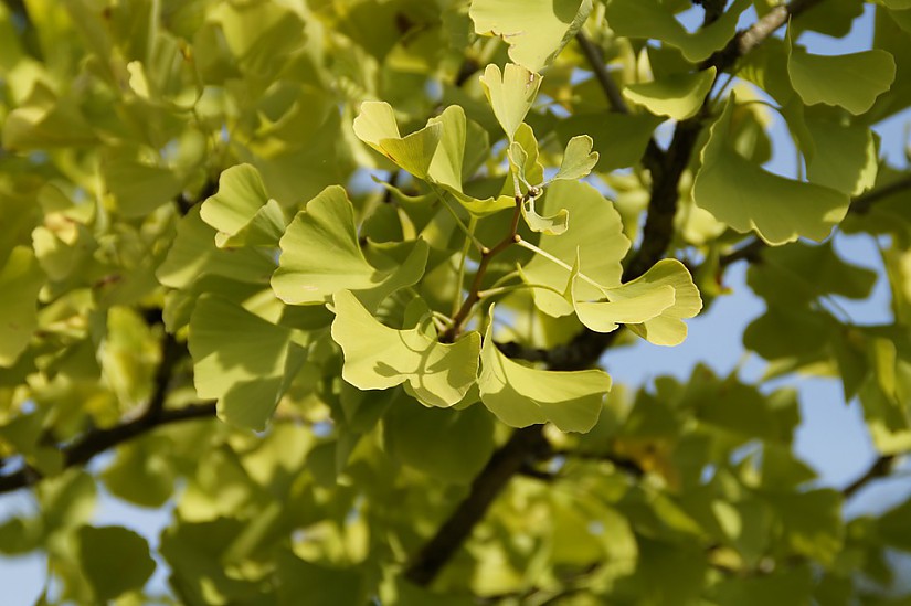 Ginkgobaum (Symbolfoto), Quelle: Pixabay