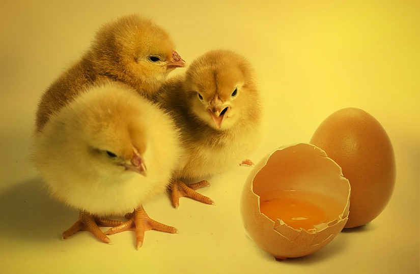 Hühnerküken, Quelle: Pixabay