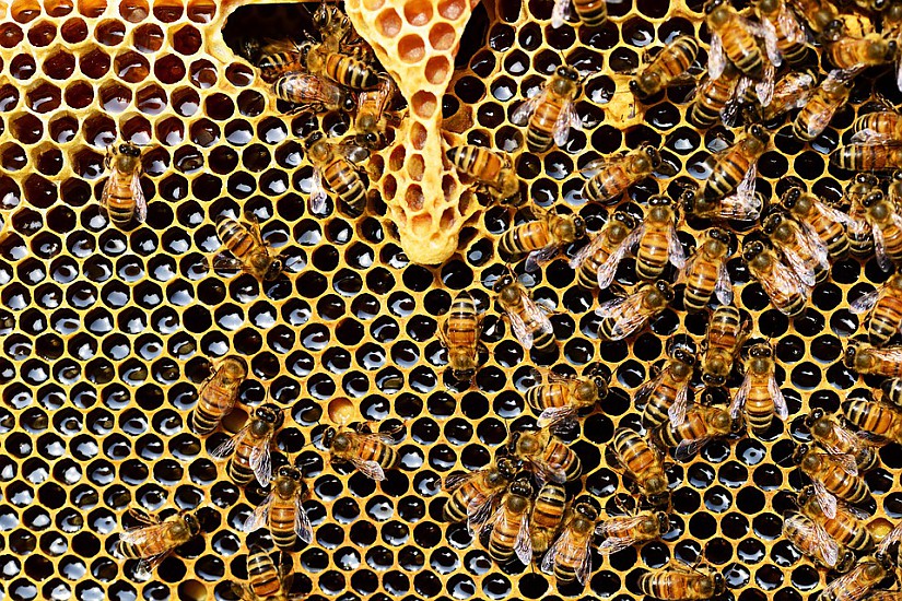 Bienen Symbolfoto, Quelle: Pixabay