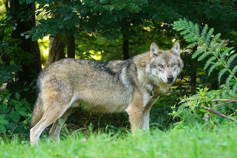 Wolf Symbolbild, Quelle: Pixabay