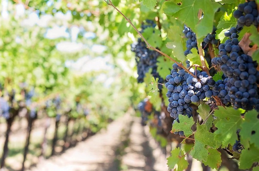 Weinanbau - Symbolbild, Quelle: Pixabay Weinanbau - Symbolbild, Quelle: Pixabay