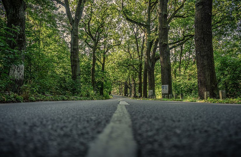 Allee - Symbolbild, Bild von Achim Scholty auf Pixabay