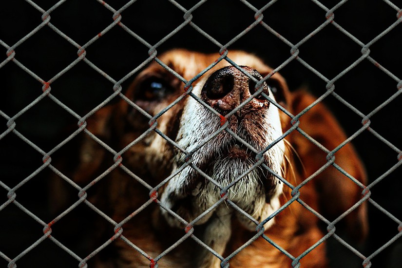 Hund im Tierheim - Symbolbild, Quelle Pixabay