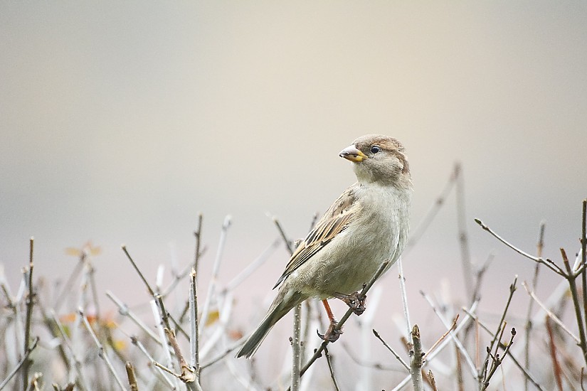 Vogel - Symbolbild, Photo by Przemyslaw Reinfus on Unsplash