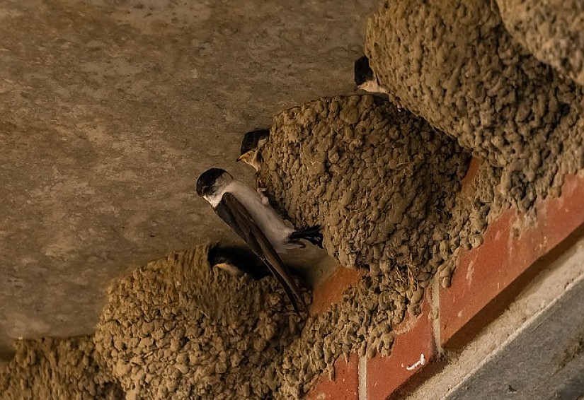 Schwalbennest, Quelle: Pixabay