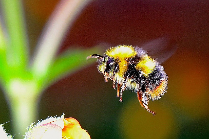 Hummel - Symbolbild, Quelle: Pixabay Hummel - Symbolbild, Quelle: Pixabay