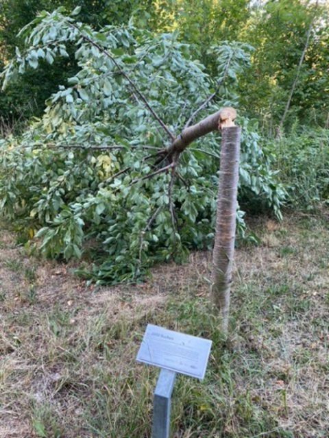 Zerstörter Gedenk-Baum (Foto: Stiftung Gedenkstätten Buchenwald und Mittelbau-Dora)