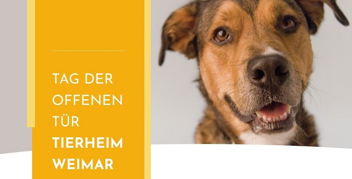 Banner: Tag der offenen Tür im Tierheim Weimar (Quelle: Stadt Weimar) Banner: Tag der offenen Tür im Tierheim Weimar (Quelle: Stadt Weimar)