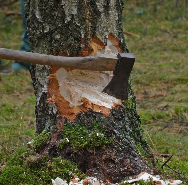 Baumfällarbeiten (Symbolfoto; Pixabay.de) Baumfällarbeiten (Symbolfoto; Pixabay.de)