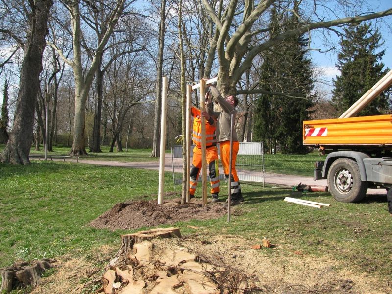Baum des Jahres 2020 wird gepflanzt (Foto: Kommunalservice Weimar) 