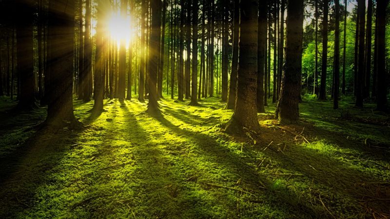 Wald (Symbolbild; Pixabay.com)