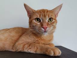 Katze »Pippi«, Foto: Tierheim Weimar