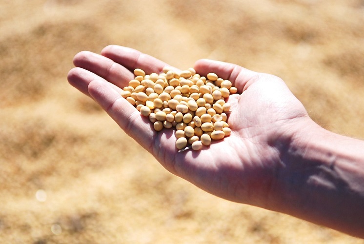 Sojabohnen (Symbolbild; Pixabay.com) Sojabohnen (Symbolbild; Pixabay.com)